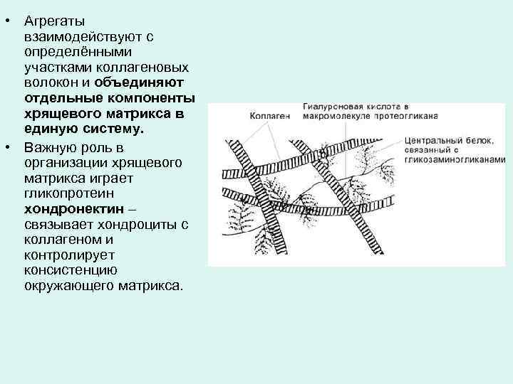  • Агрегаты взаимодействуют с определёнными участками коллагеновых волокон и объединяют отдельные компоненты хрящевого