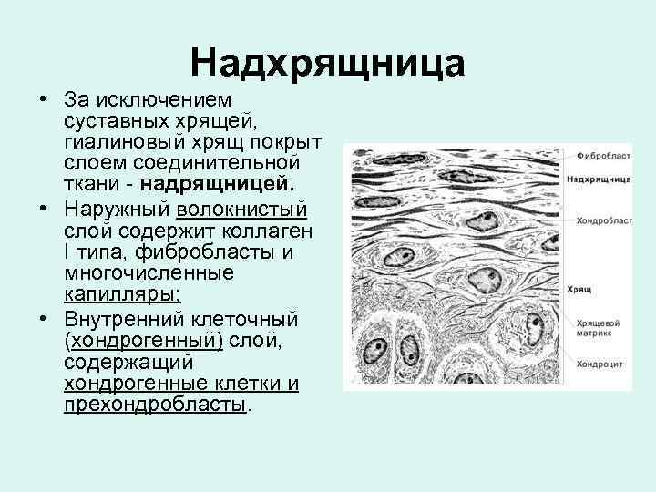 Соединительная ткань классификация