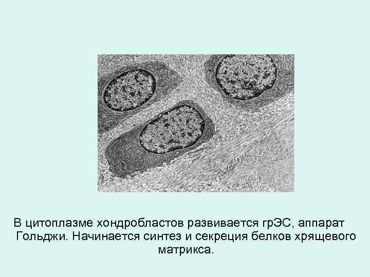 В цитоплазме хондробластов развивается гр. ЭС, аппарат Гольджи. Начинается синтез и секреция белков хрящевого