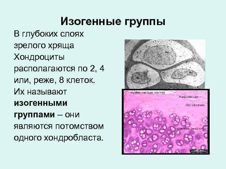 Скелетные ткани презентация