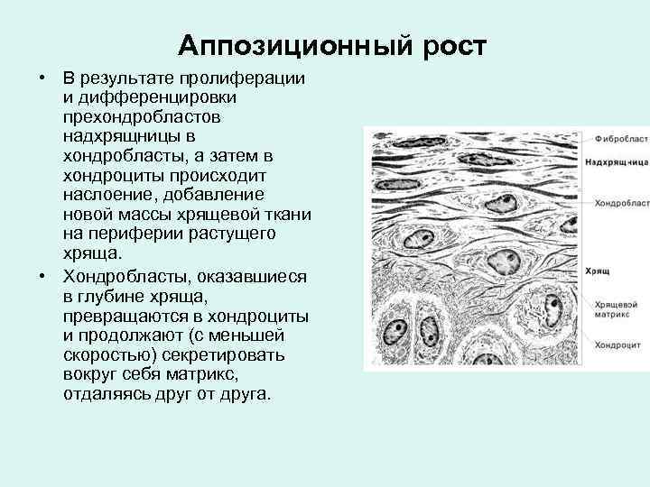 Аппозиционный рост хряща