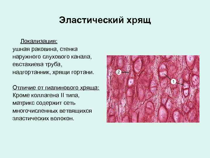 Эластический хрящ гистология рисунок