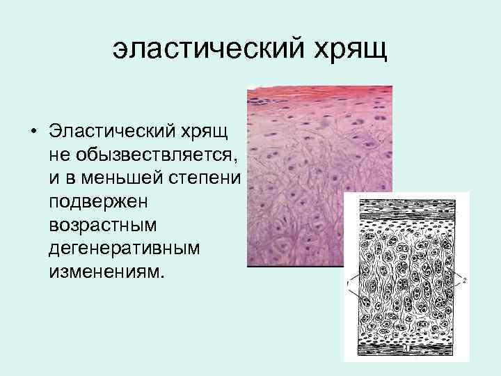эластический хрящ • Эластический хрящ не обызвествляется, и в меньшей степени подвержен возрастным дегенеративным