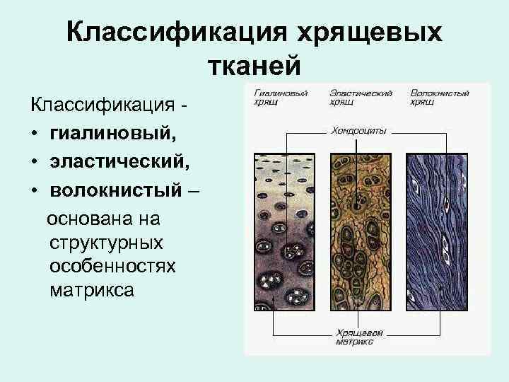 Какая ткань изображена на картинке хрящевые ткани