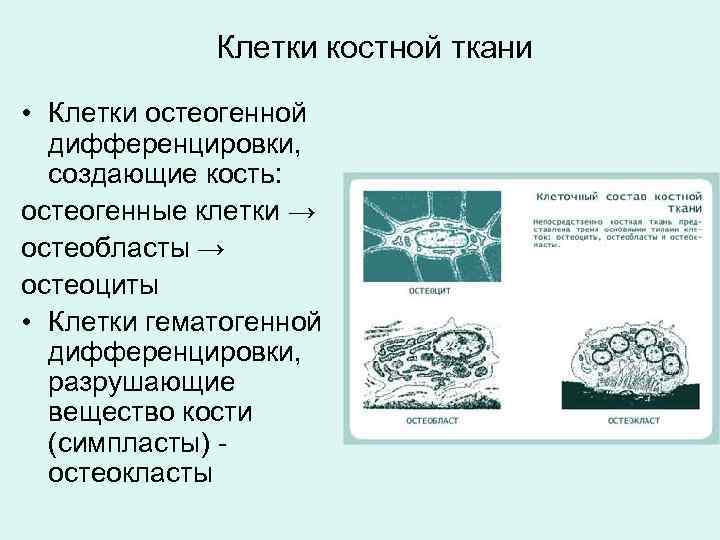 Клетки костной ткани • Клетки остеогенной дифференцировки, создающие кость: остеогенные клетки → остеобласты →