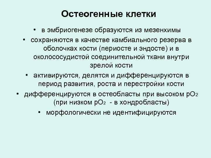 Остеогенные клетки • в эмбриогенезе образуются из мезенхимы • сохраняются в качестве камбиального резерва