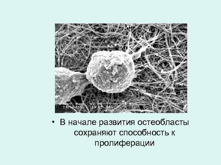  • В начале развития остеобласты сохраняют способность к пролиферации 