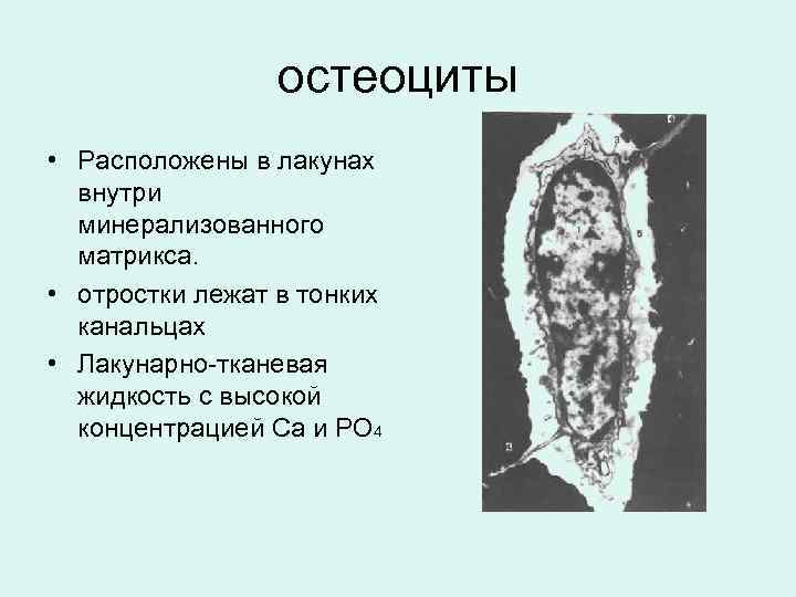 остеоциты • Расположены в лакунах внутри минерализованного матрикса. • отростки лежат в тонких канальцах