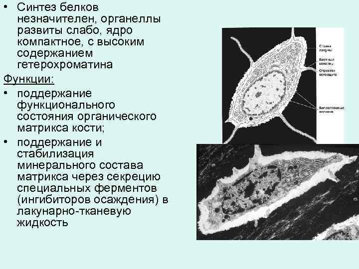  • Синтез белков незначителен, органеллы развиты слабо, ядро компактное, с высоким содержанием гетерохроматина