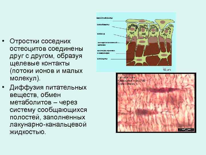 • Отростки соседних остеоцитов соединены друг с другом, образуя щелевые контакты (потоки ионов