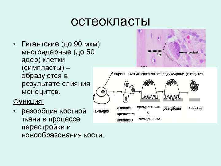 остеокласты • Гигантские (до 90 мкм) многоядерные (до 50 ядер) клетки (симпласты) – образуются