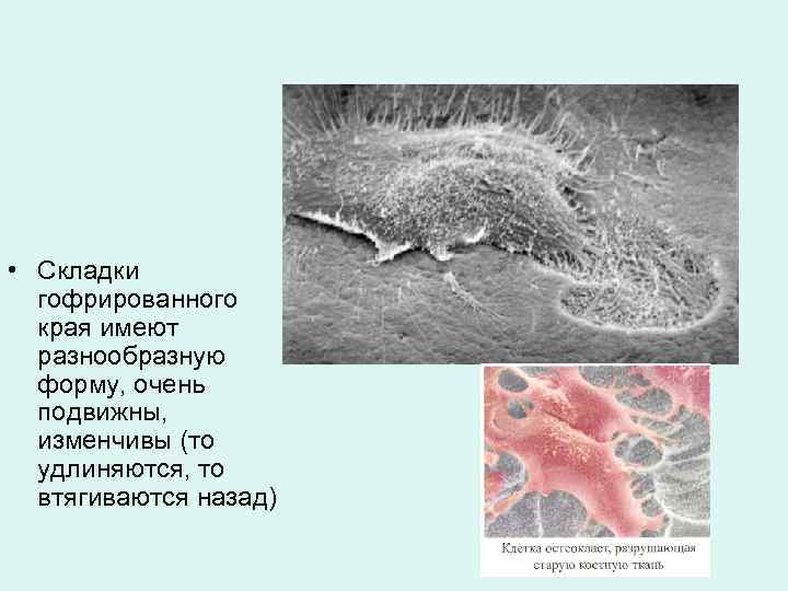  • Складки гофрированного края имеют разнообразную форму, очень подвижны, изменчивы (то удлиняются, то