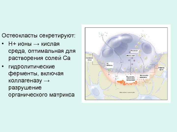 Остеокласты секретируют: • Н+ ионы → кислая среда, оптимальная для растворения солей Са •