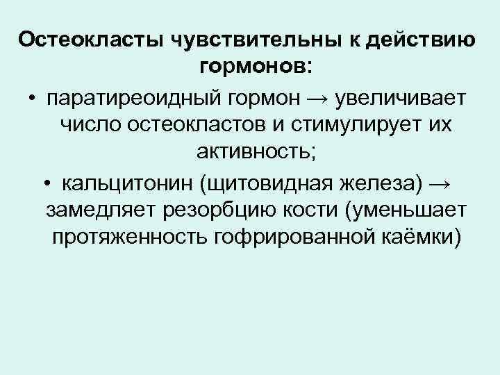 Остеокласты чувствительны к действию гормонов: • паратиреоидный гормон → увеличивает число остеокластов и стимулирует