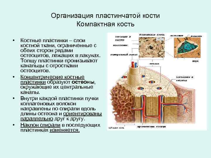 Исследование костной ткани