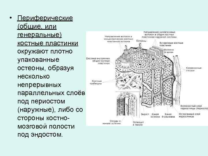  • Периферические (общие, или генеральные) костные пластинки окружают плотно упакованные остеоны, образуя несколько