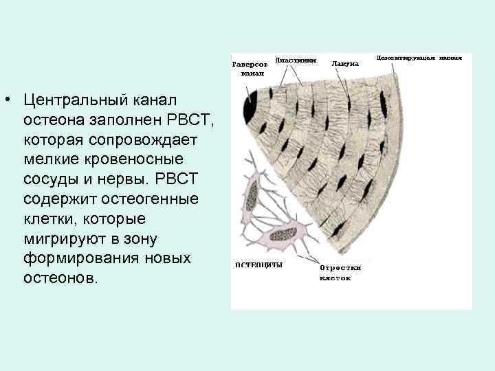  • Центральный канал остеона заполнен РВСТ, которая сопровождает мелкие кровеносные сосуды и нервы.