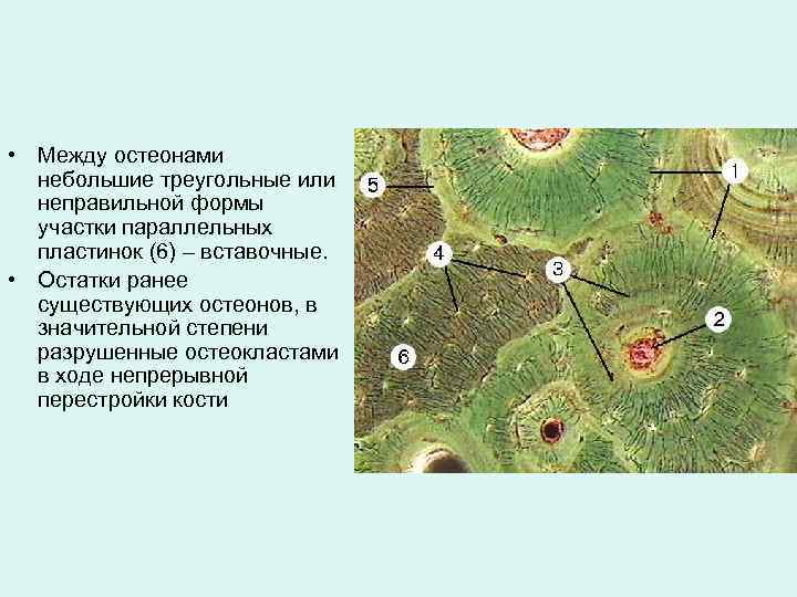  • Между остеонами небольшие треугольные или неправильной формы участки параллельных пластинок (6) –