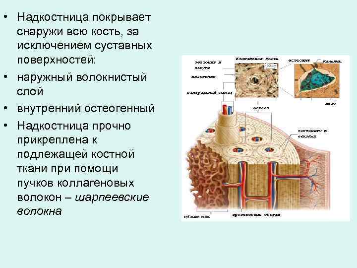  • Надкостница покрывает снаружи всю кость, за исключением суставных поверхностей: • наружный волокнистый