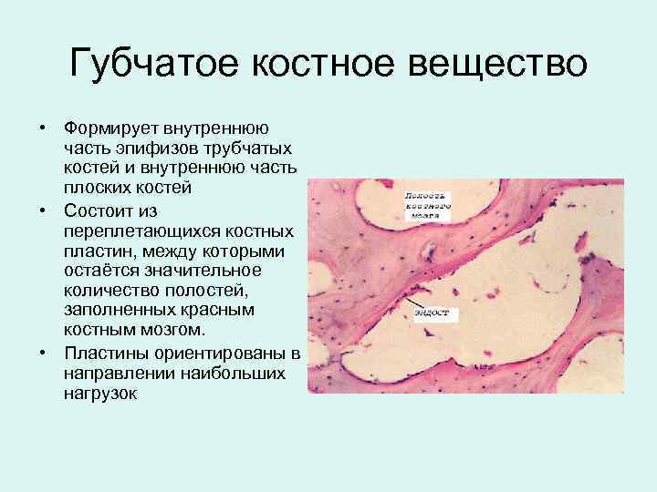 Губчатое костное вещество находится