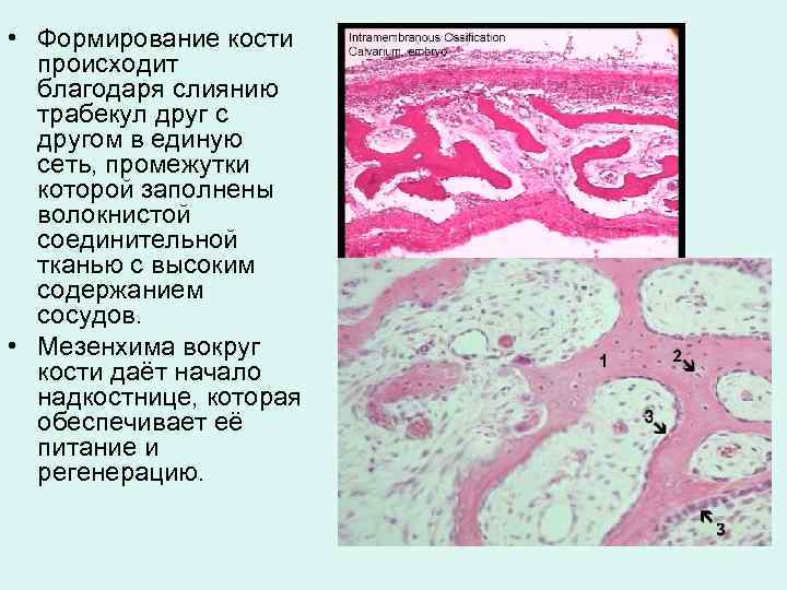  • Формирование кости происходит благодаря слиянию трабекул друг с другом в единую сеть,