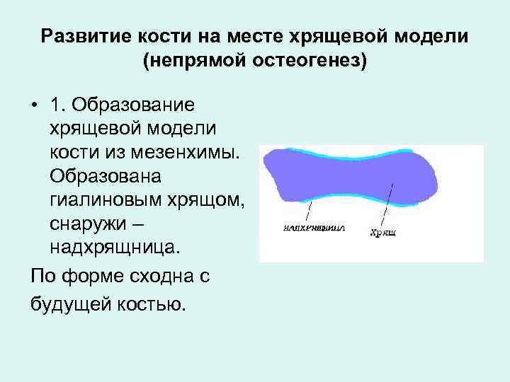 Развитие кости на месте хрящевой модели (непрямой остеогенез) • 1. Образование хрящевой модели кости