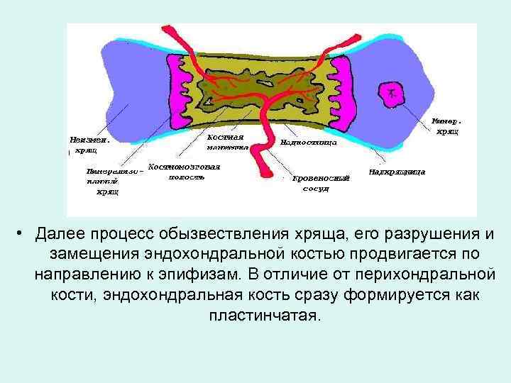  • Далее процесс обызвествления хряща, его разрушения и замещения эндохондральной костью продвигается по