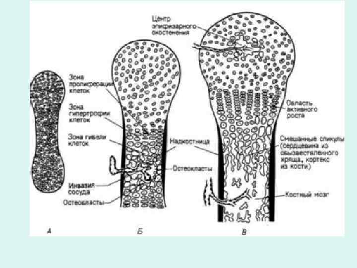 Развитие кости на месте хряща гистология рисунок