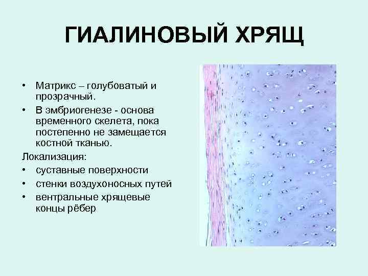 ГИАЛИНОВЫЙ ХРЯЩ • Матрикс – голубоватый и прозрачный. • В эмбриогенезе - основа временного