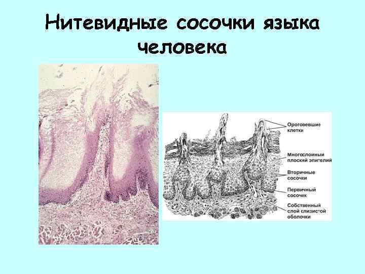 Нитевидные сосочки языка человека 