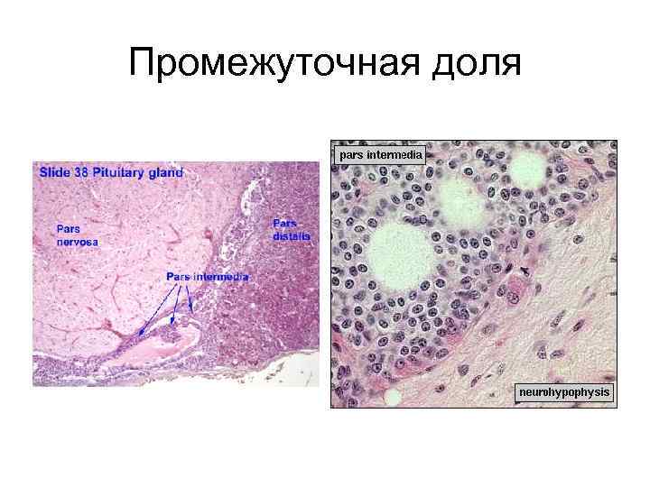 Промежуточная доля 