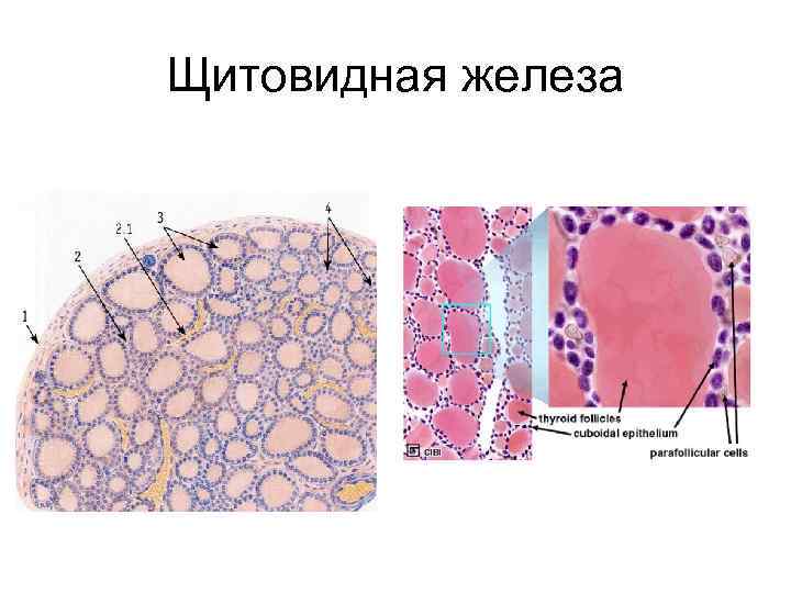 Щитовидная железа 