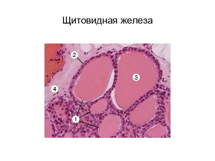 Щитовидная железа 