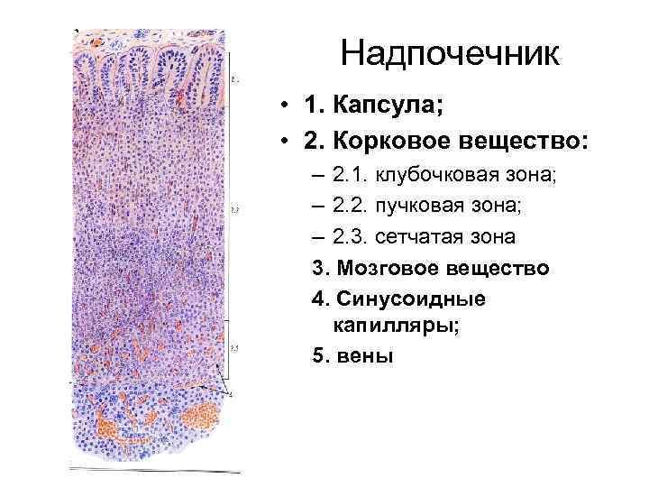 Из чего состоит корковое вещество