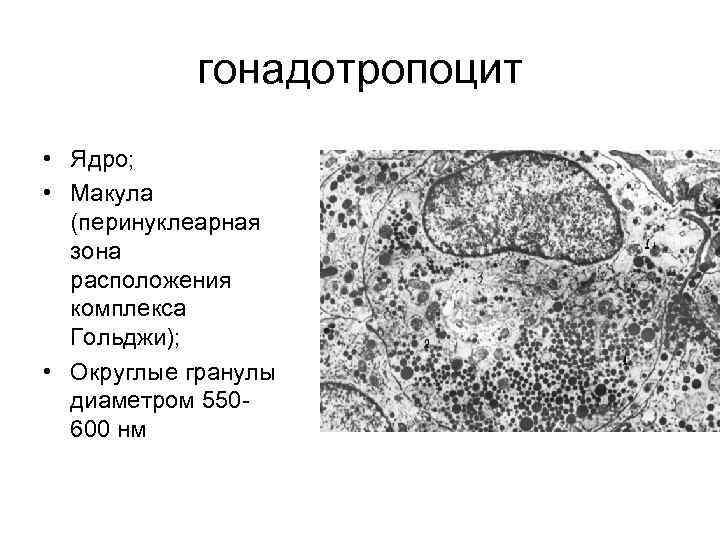 Схема строения макулы гистология