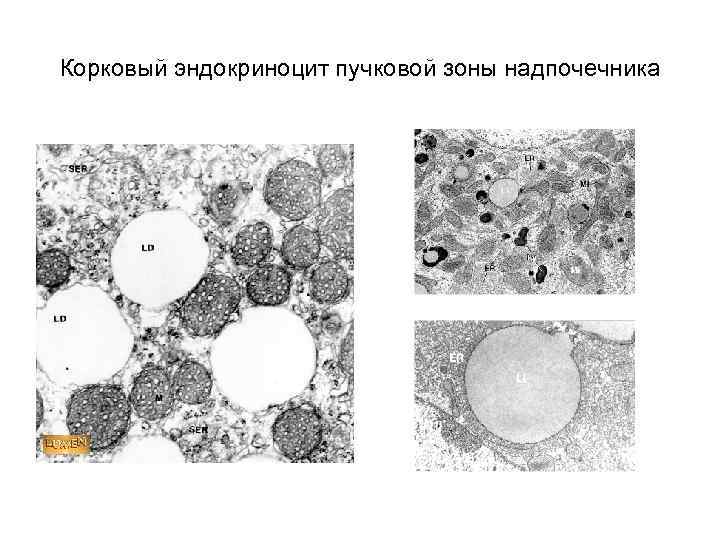 Корковый эндокриноцит пучковой зоны надпочечника 