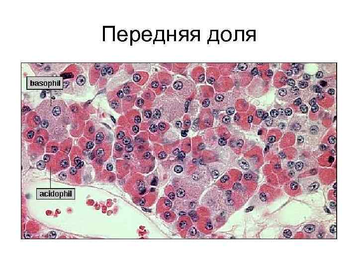 Передняя доля 