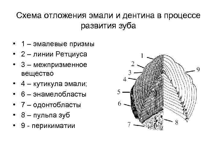 Схема формирования зуба