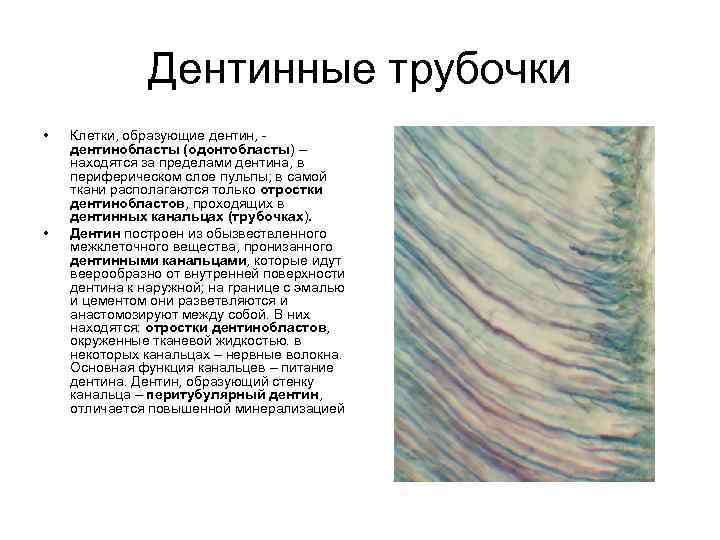 Дентинные трубочки • • Клетки, образующие дентин, дентинобласты (одонтобласты) – находятся за пределами дентина,
