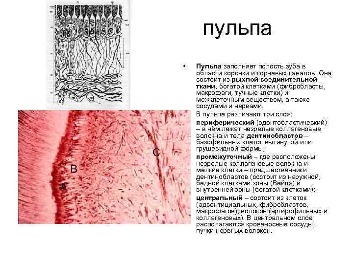 Строение пульпы презентация