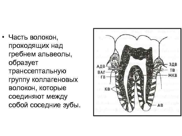  • Часть волокон, проходящих над гребнем альвеолы, образует транссептальную группу коллагеновых волокон, которые