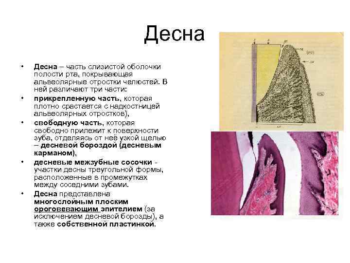 Надкостница зуба строение фото