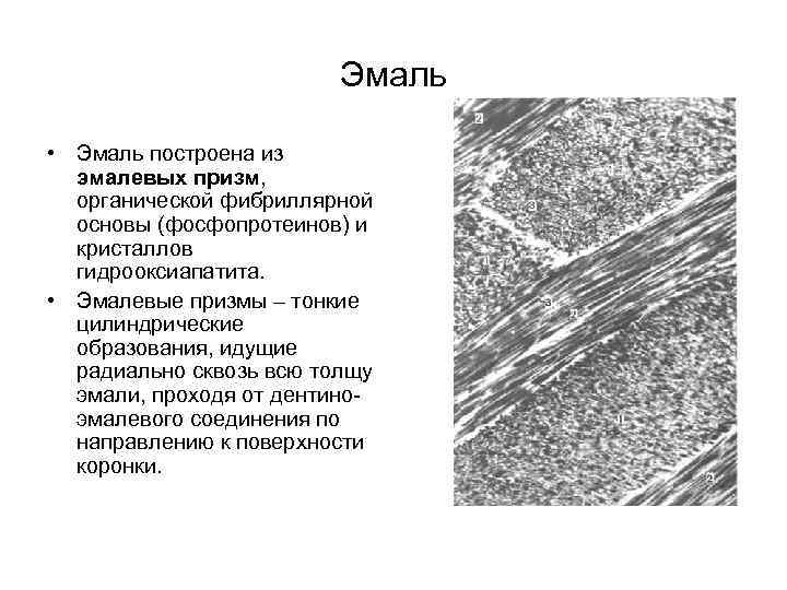 Эмаль • Эмаль построена из эмалевых призм, органической фибриллярной основы (фосфопротеинов) и кристаллов гидрооксиапатита.