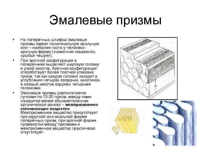 Эмалевые призмы • • • На поперечных шлифах эмалевые призмы имеют полигональную овальную или