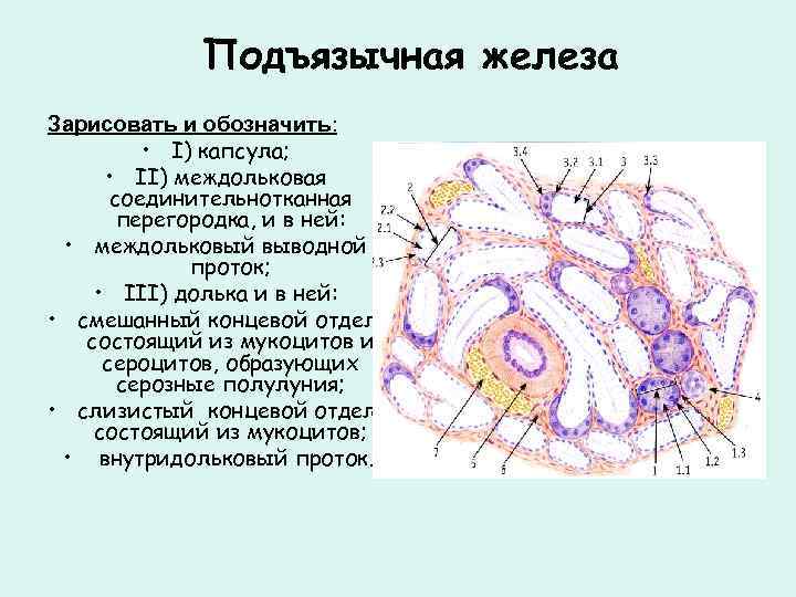 Подъязычная железа Зарисовать и обозначить: • I) капсула; • II) междольковая соединительнотканная перегородка, и