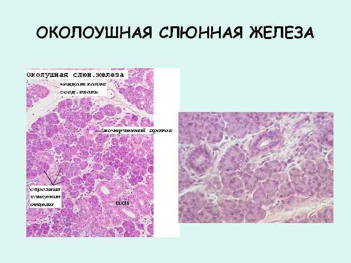 Эндокринная железа гистология