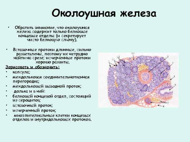 Околоушная железа • • Обратить внимание, что околоушная железа содержит только белковые концевые отделы