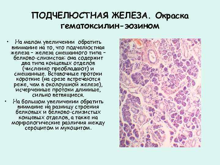 ПОДЧЕЛЮСТНАЯ ЖЕЛЕЗА. Окраска гематоксилин-эозином • На малом увеличении обратить внимание на то, что подчелюстная