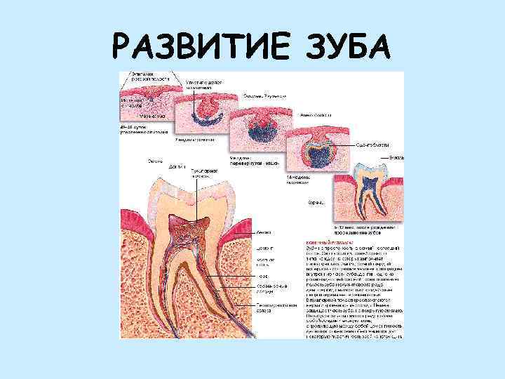 РАЗВИТИЕ ЗУБА 