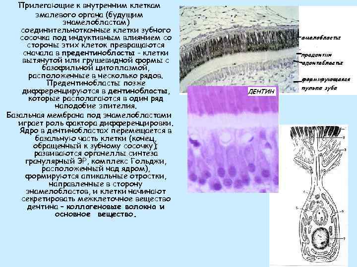 Прилегающие к внутренним клеткам эмалевого органа (будущим энамелобластам) соединительнотканные клетки зубного сосочка под индуктивным